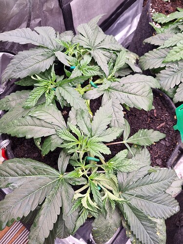 Growreport Bild 38