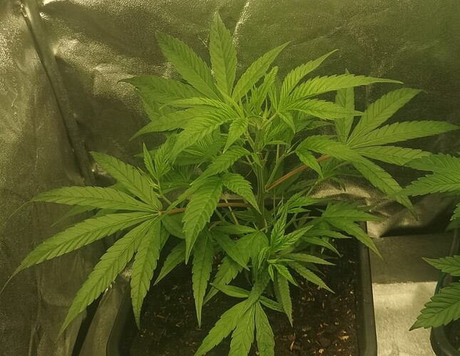 Growreport Bild 6
