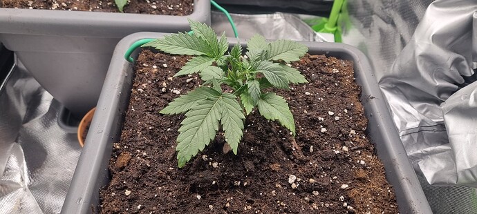Growreport Bild 7