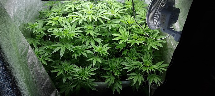 Growreport Bild 4