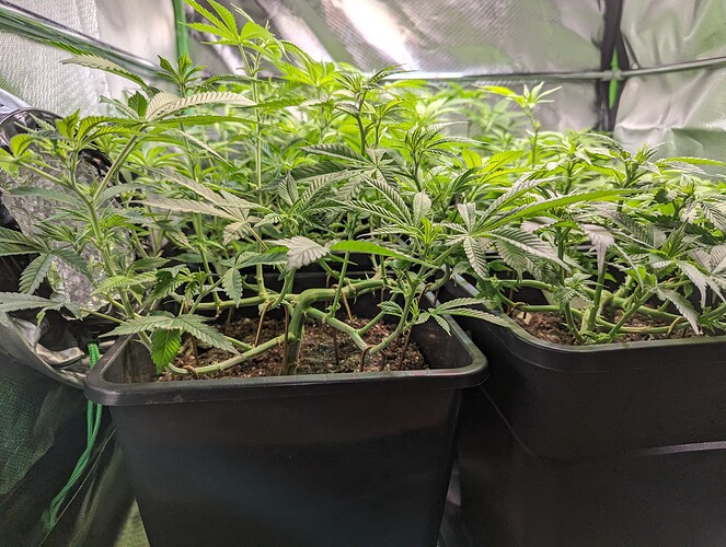 Growreport Bild 1