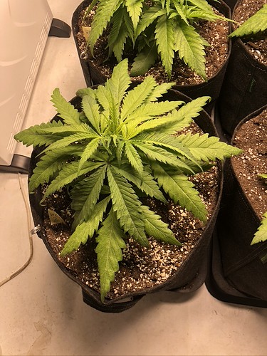Growreport Bild 1