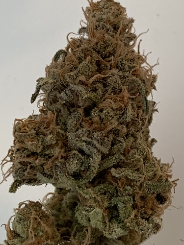 Growreport Bild 3