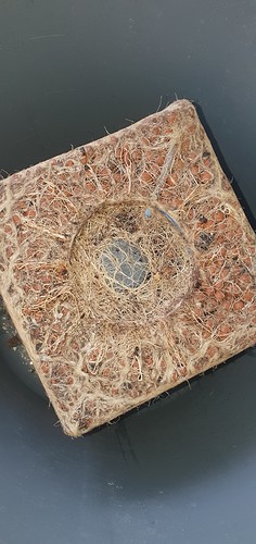 Growreport Bild 1