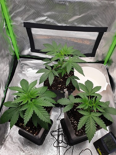 Growreport Bild 2