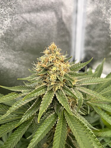 Growreport Bild 11
