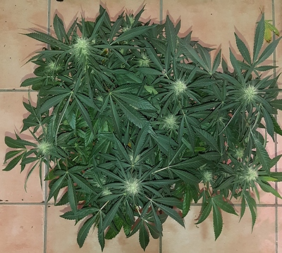 Growreport Bild 11