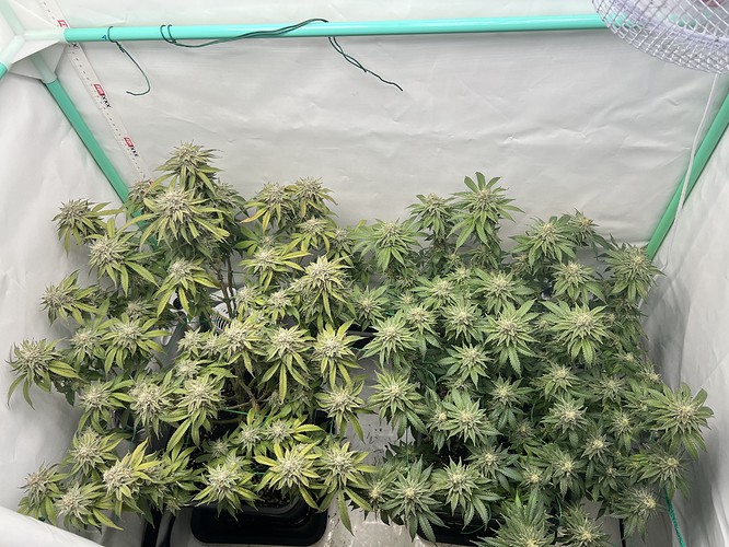 Growreport Bild 1