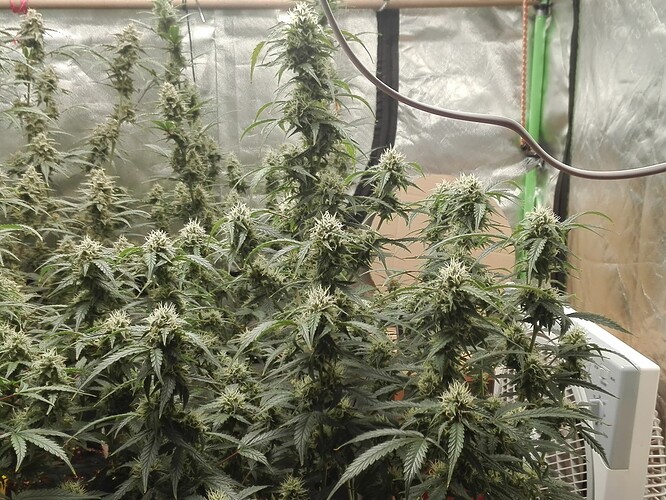 Growreport Bild 8