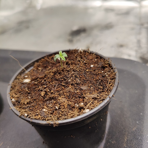 Growreport Bild 4