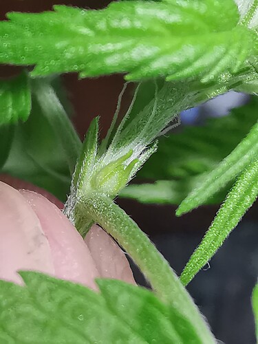Growreport Bild 1