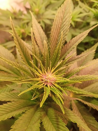 Growreport Bild 6