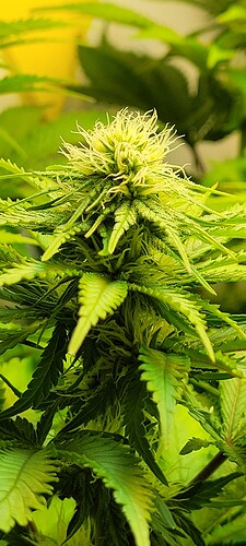 Growreport Bild 4
