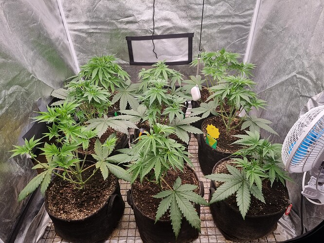 Growreport Bild 41