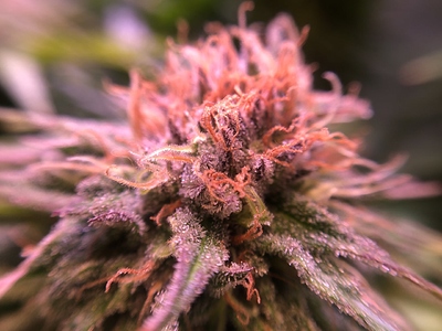 Growreport Bild 3