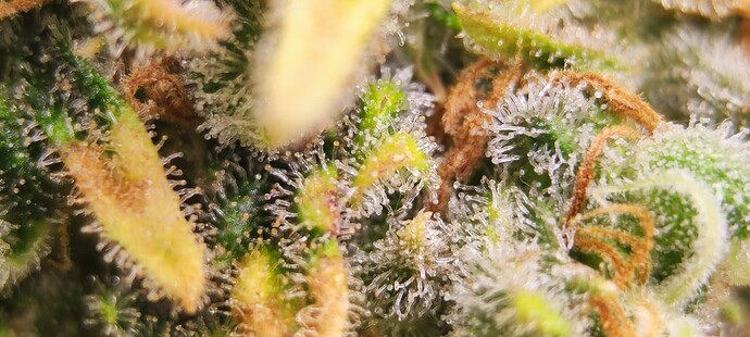 Growreport Bild 4
