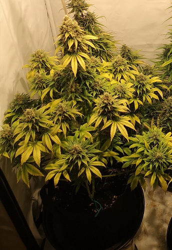 Growreport Bild 2
