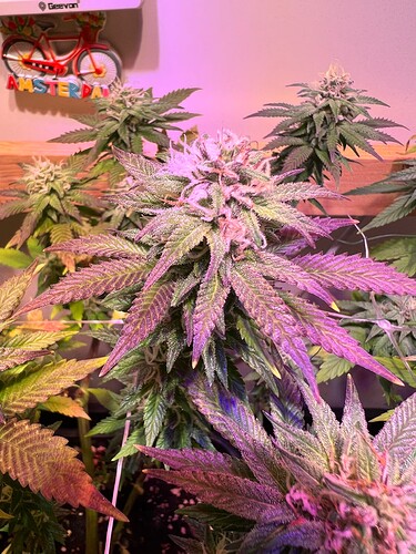 Growreport Bild 6