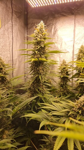 Growreport Bild 6
