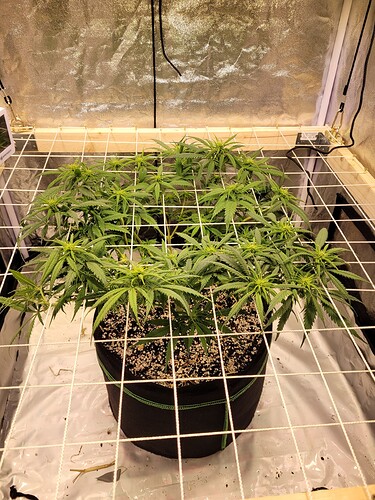 Growreport Bild 9
