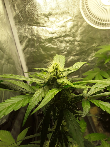 Growreport Bild 1