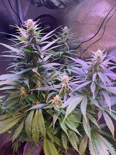 Growreport Bild 10