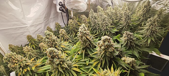 Growreport Bild 4