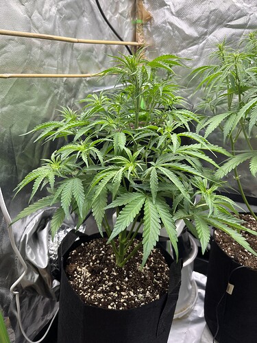 Growreport Bild 32