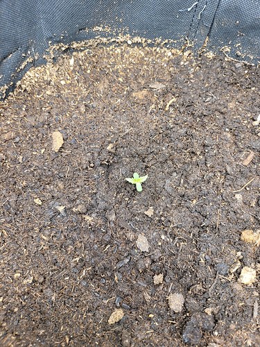 Growreport Bild 2