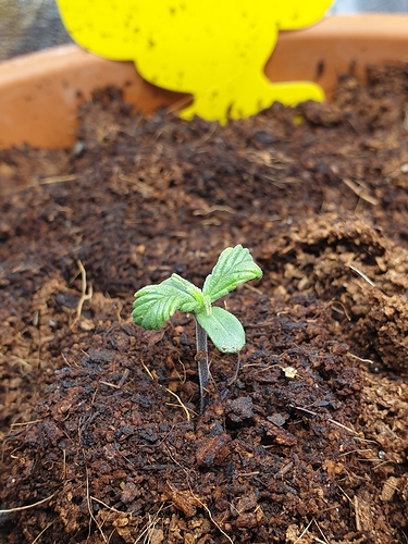 Growreport Bild 6
