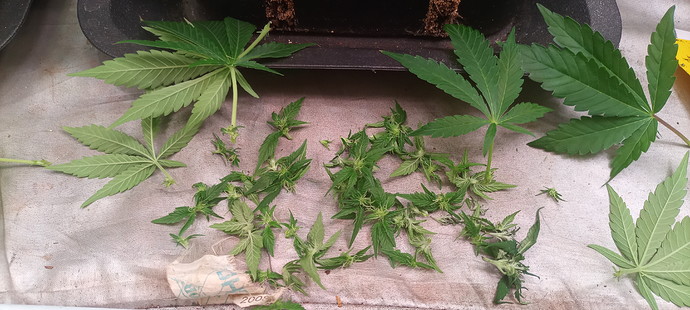 Growreport Bild 6