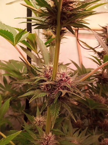 Growreport Bild 23