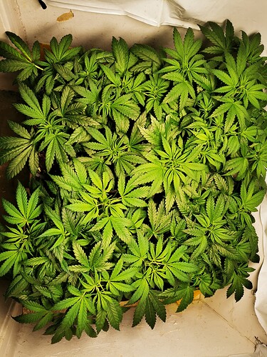 Growreport Bild 2