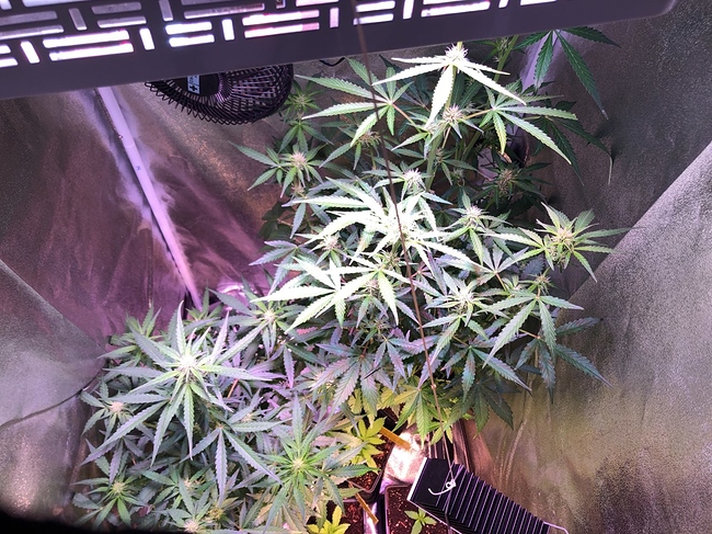 Growreport Bild 1