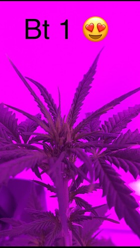 Growreport Bild 6