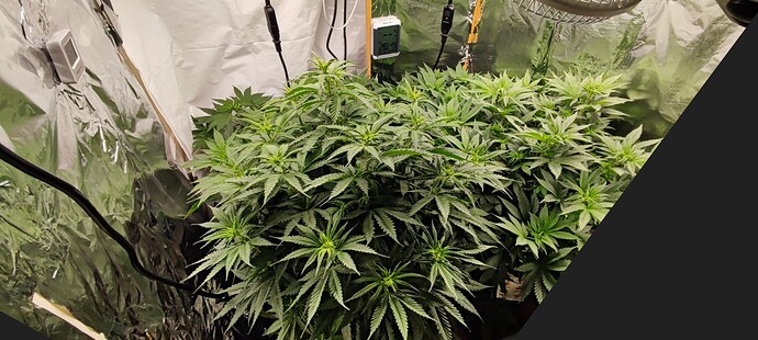 Growreport Bild 9
