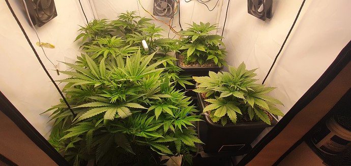 Growreport Bild 9