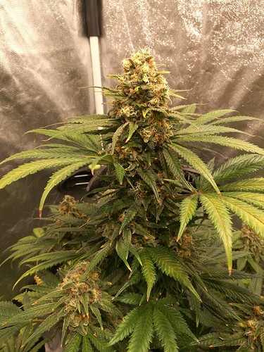 Growreport Bild 7