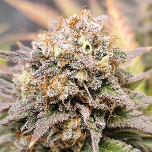 Growreport Bild 27
