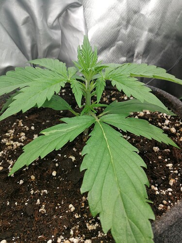 Growreport Bild 151