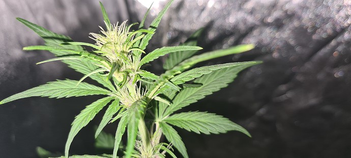 Growreport Bild 16