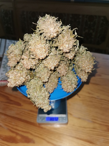 Growreport Bild 5