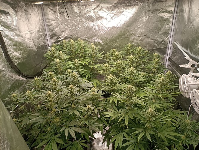 Growreport Bild 3