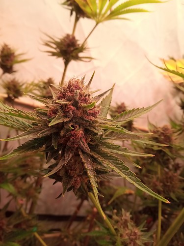 Growreport Bild 10