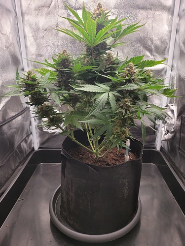 Growreport Bild 9