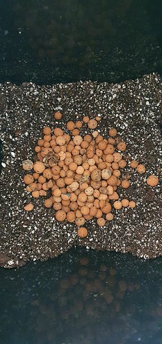 Growreport Bild 6