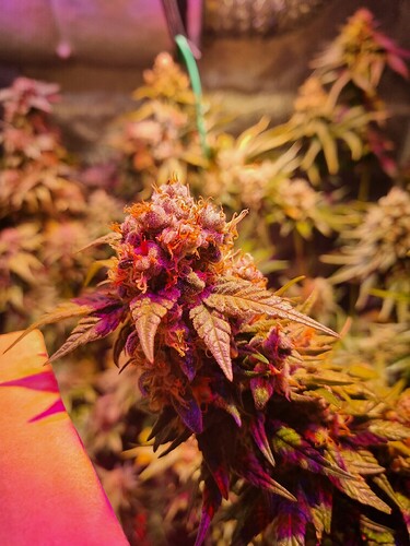 Growreport Bild 23