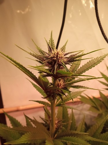 Growreport Bild 44