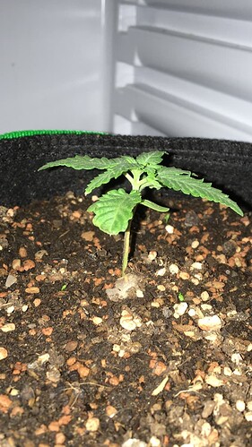 Growreport Bild 1