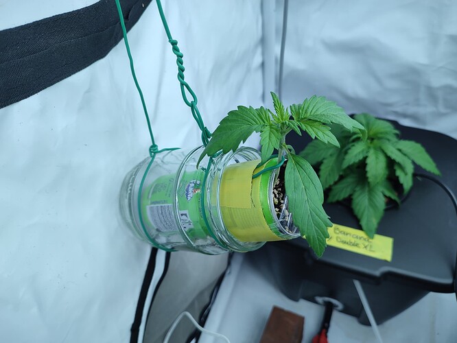 Growreport Bild 56